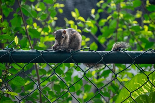 A picture of the Indian palm squirrel or three-striped palm squirrel eating a nut photo
