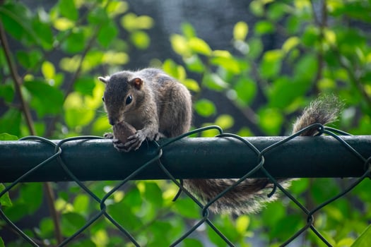 A picture of the Indian palm squirrel or three-striped palm squirrel eating a nut photo