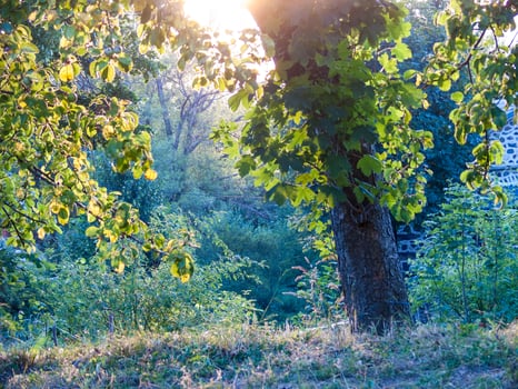 loire in france photo