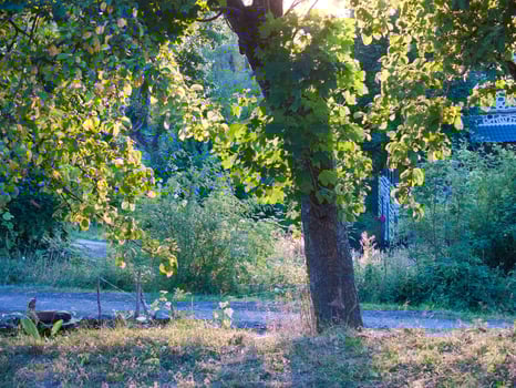 loire in france photo