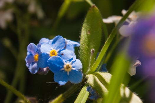 flowers in loire photo