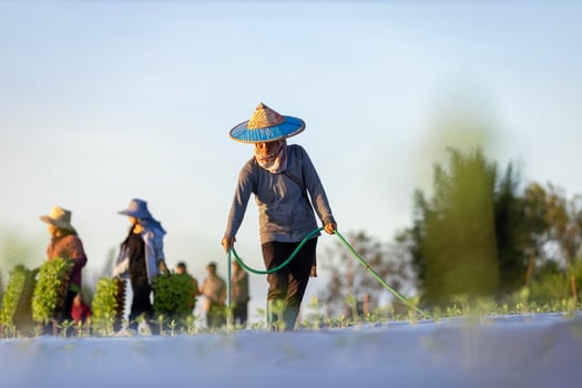 Asian farmer is using hose to watering young vegetable seedling in mulching film field for growing organics plant during spring season and agriculture photo
