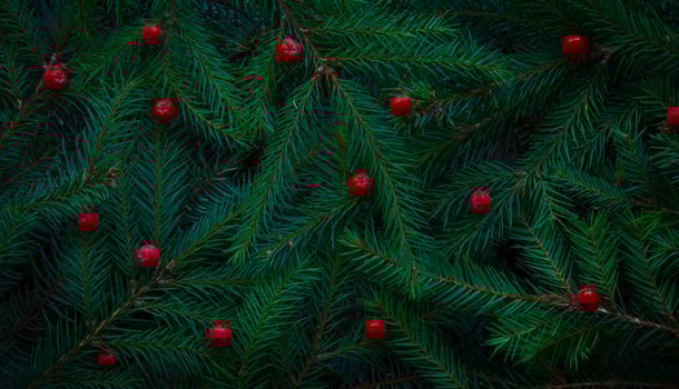 Christmas tree branches. Green natural background. Christmas background. photo