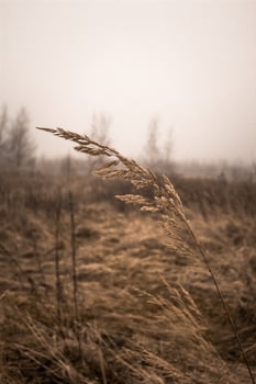 Dry grass in the field on a background of foggy sky. photo
