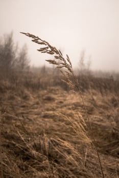 Dry grass in the field on a background of foggy sky. Soft focus. photo