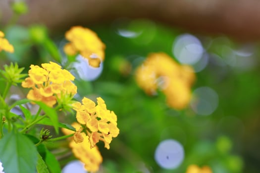 Close up Lantana camara yellow flowers photo