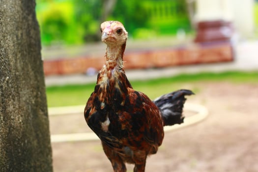 Roosters stand staring straight ahead to see something photo