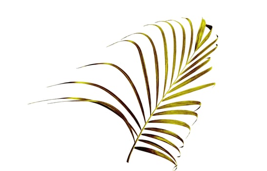 Monstera Leaf, Tropical Botanical Plant in Stylish Decorative Design Isolated on Empty Background photo