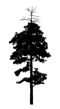 Tree silhouette for brush on white background. photo