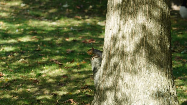 One little squirrel climbing on the tree photo