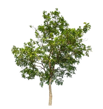 Tree isolated on white background with clipping path and alpha channel. photo
