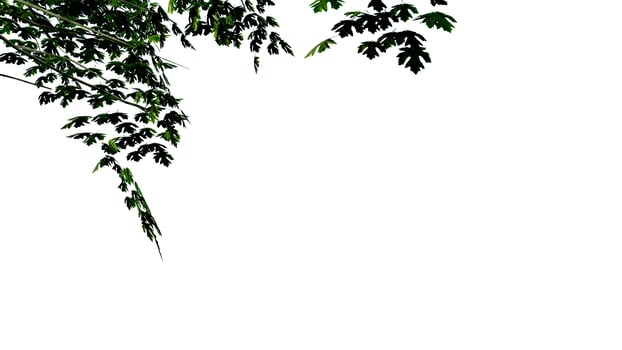 tree leave nature transparent cut out forest isolated background 3d render. photo