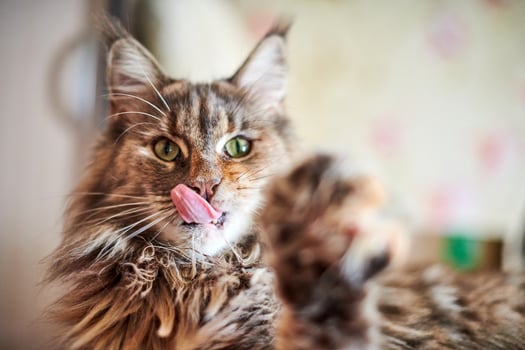 Maine coon cat, close up. Funny, cute cat with marble fur color. Largest domesticated breeds of felines. Soft focus. photo