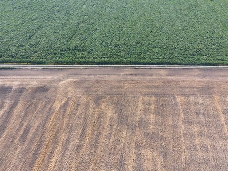 Border between fields of wheat and sunflowers. Top view with quadrocopters photo