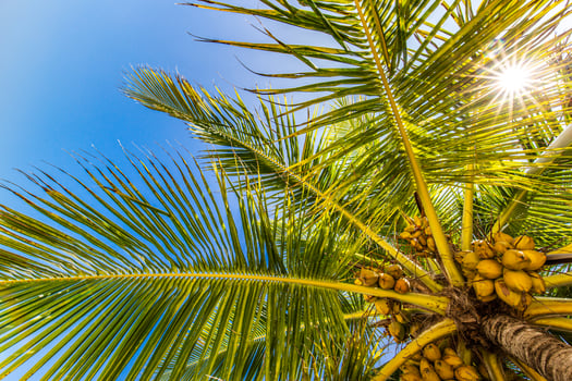 Perfect summertime vacation wallpaper. Blue sunny sky and coconut palm trees view from below, vintage style, tropical beach and exotic summer background, travel concept. Amazing nature beach paradise photo