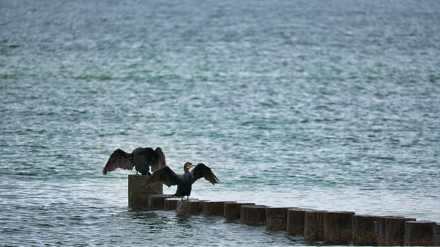 Cormorant on a groyne on the Baltic Sea. The birds dry their feathers in the sun photo