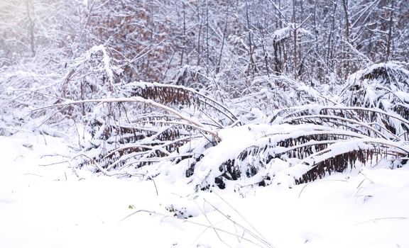 Winter landscape in the forest. Trees and grass in the snow. Selective focus. photo