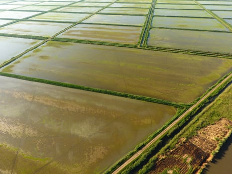 The rice fields are flooded with water. Flooded rice paddies. Agronomic methods of growing rice in the fields. photo