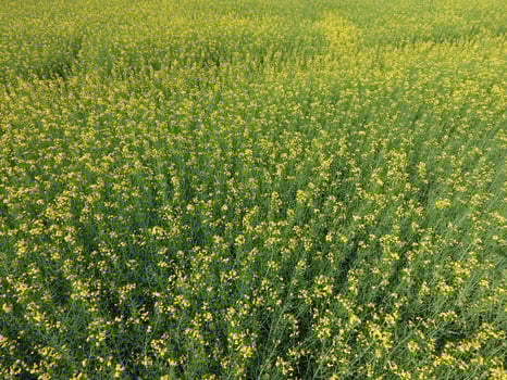 Field of flowering rape. Top view from the drone. Rape, a syderatic plant with yellow flowers. Field with siderates photo