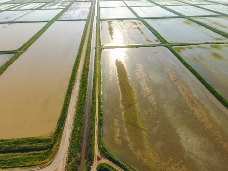 The rice fields are flooded with water. Flooded rice paddies. Agronomic methods of growing rice in the fields. photo