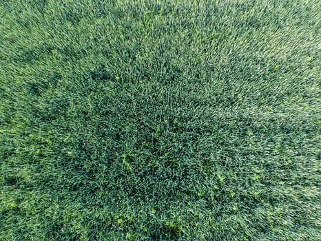 Texture of wheat field. Background of young green wheat on the field. Photo from the quadrocopter. Aerial photo of the wheat field
