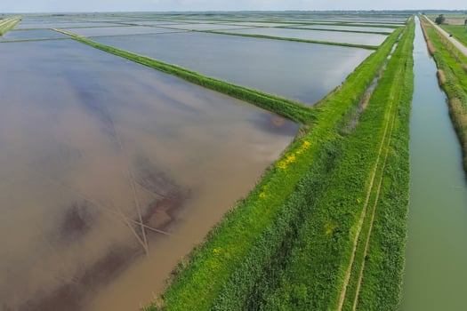 Flooded rice paddies. Agronomic methods of growing rice photo
