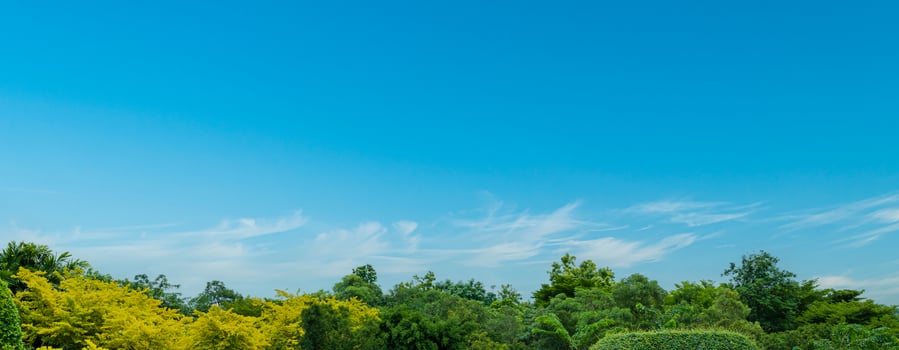 Beautiful cloudy blue sky above the trees in the forest. Nature background photo