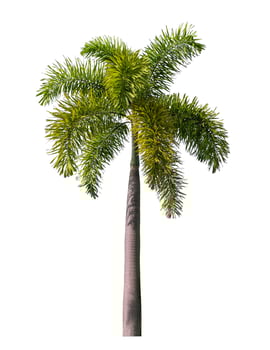 Green palm tree isolated on white background with clipping path and alpha channel photo