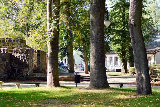 Green trees in the city park photo
