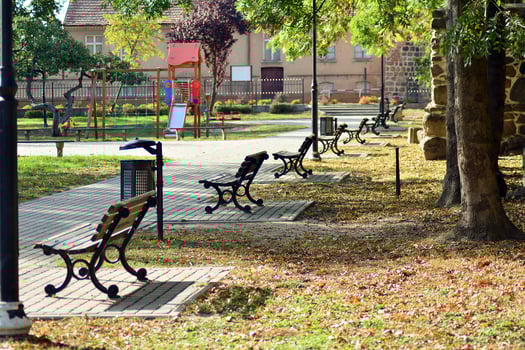 Green trees in the city park photo