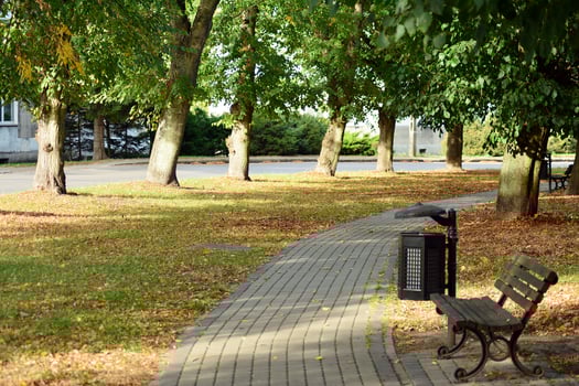 Green trees in the city park photo