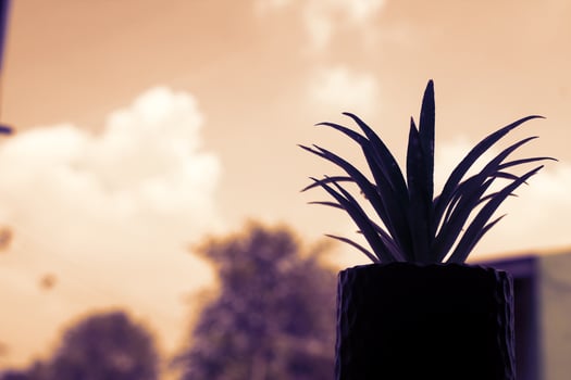 Ornamental plants placed near the window and facing directly outside the window. photo
