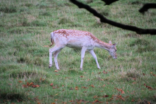 A view of a Fallow Deer photo