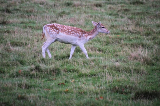A view of a Fallow Deer photo