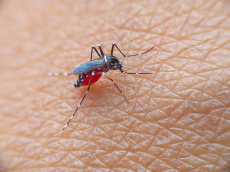 Dangerous Malaria Infected Mosquito Skin Bite. Leishmaniasis, Encephalitis, Yellow Fever, Dengue, Malaria Disease, Mayaro or Zika Virus Infectious Culex Mosquito Parasite Insect Macro. photo