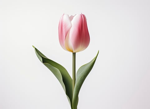 AI generated Easter Whimsy, White Rabbit's Tail Emerging from the Hole, Happy Easter Day. photo