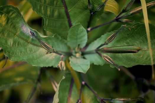 A wild purple golden plant that has not yet grown its flower petals. photo