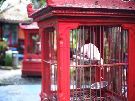 Parrot perched on a wooden branch then scratches its beak in a red cage photo