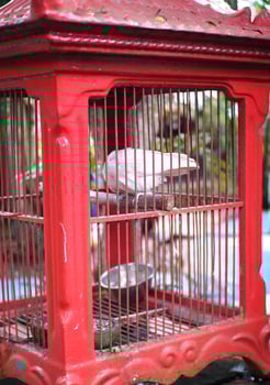Parrot perched on a wooden branch then scratches its beak in a red cage photo