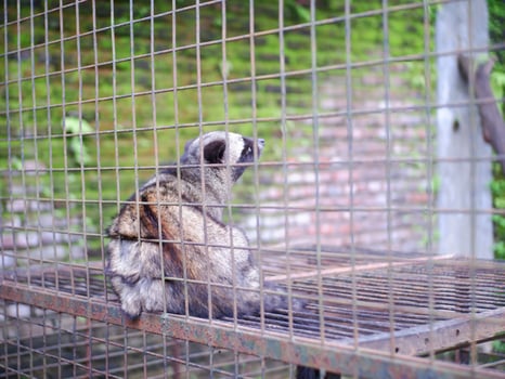 Civet or Mongoose or mongoose white cofee-producing animal sitting in a cage and staring intently at the camera photo