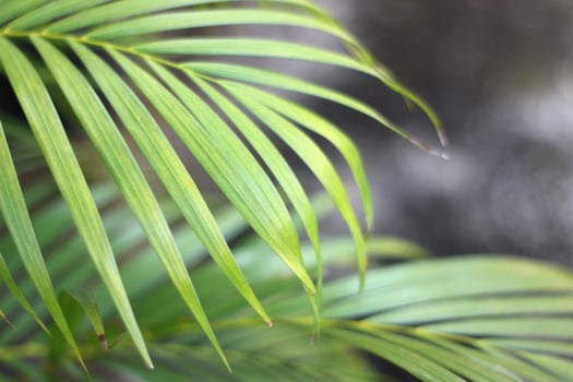 green tropical palm leaf with shadow on white wall photo