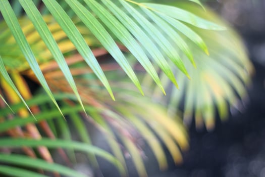 green tropical palm leaf with shadow on white wall photo