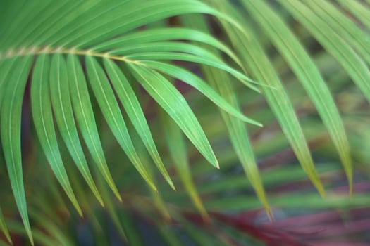 green tropical palm leaf with shadow on white wall photo