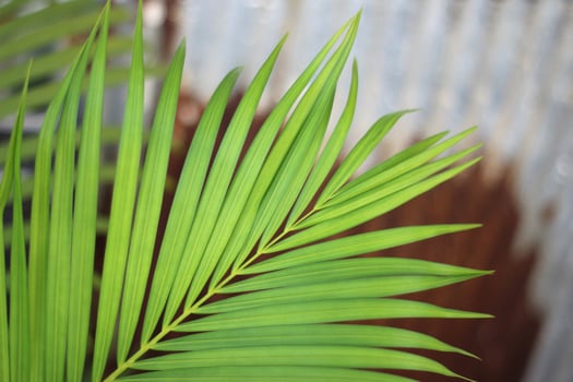 green tropical palm leaf with shadow on white wall photo