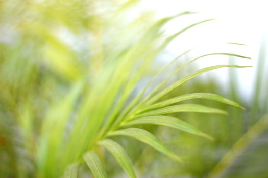 green tropical palm leaf with shadow on white wall photo