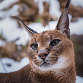 Caracal in winter photo
