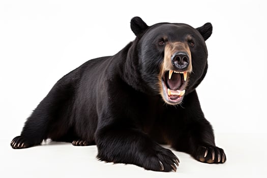 AI generated Realistic black bear clipart photo
