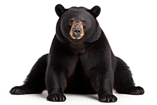 AI generated Realistic black bear clipart photo