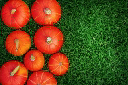 Orange ripe pumpkins lie on a green lawn. Harvest, season. Halloween is a holiday. photo