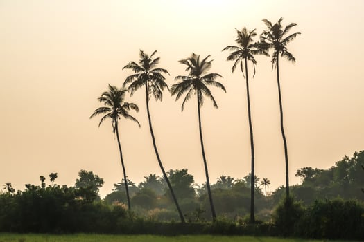 silhouettes of coconut trees palms against the blue sky of India with sunset photo